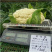 松花菜种子苗闽都65天有机花菜种孑青梗花椰菜菜花秋四季