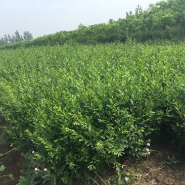 【推荐】小叶女贞女贞球基地直发量大从优