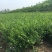 【推荐】小叶女贞女贞球基地直发量大从优