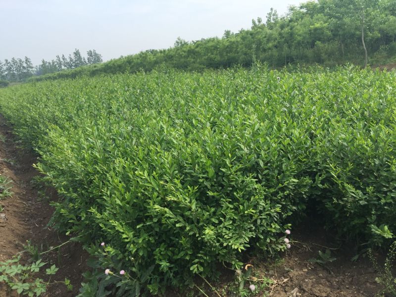 【推荐】小叶女贞女贞球基地直发量大从优