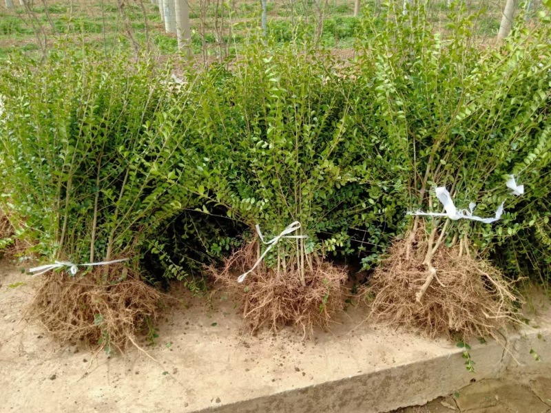 【推荐】小叶女贞女贞球基地直发量大从优