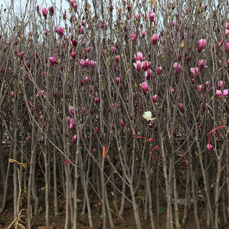 玉兰树苗紫玉兰红玉兰黄玉兰广玉兰各种规格