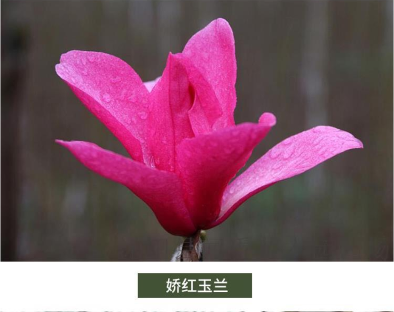 玉兰树苗紫玉兰红玉兰黄玉兰广玉兰各种规格