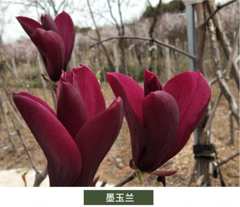 玉兰树苗紫玉兰红玉兰黄玉兰广玉兰各种规格
