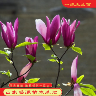 玉兰树苗紫玉兰红玉兰黄玉兰广玉兰各种规格