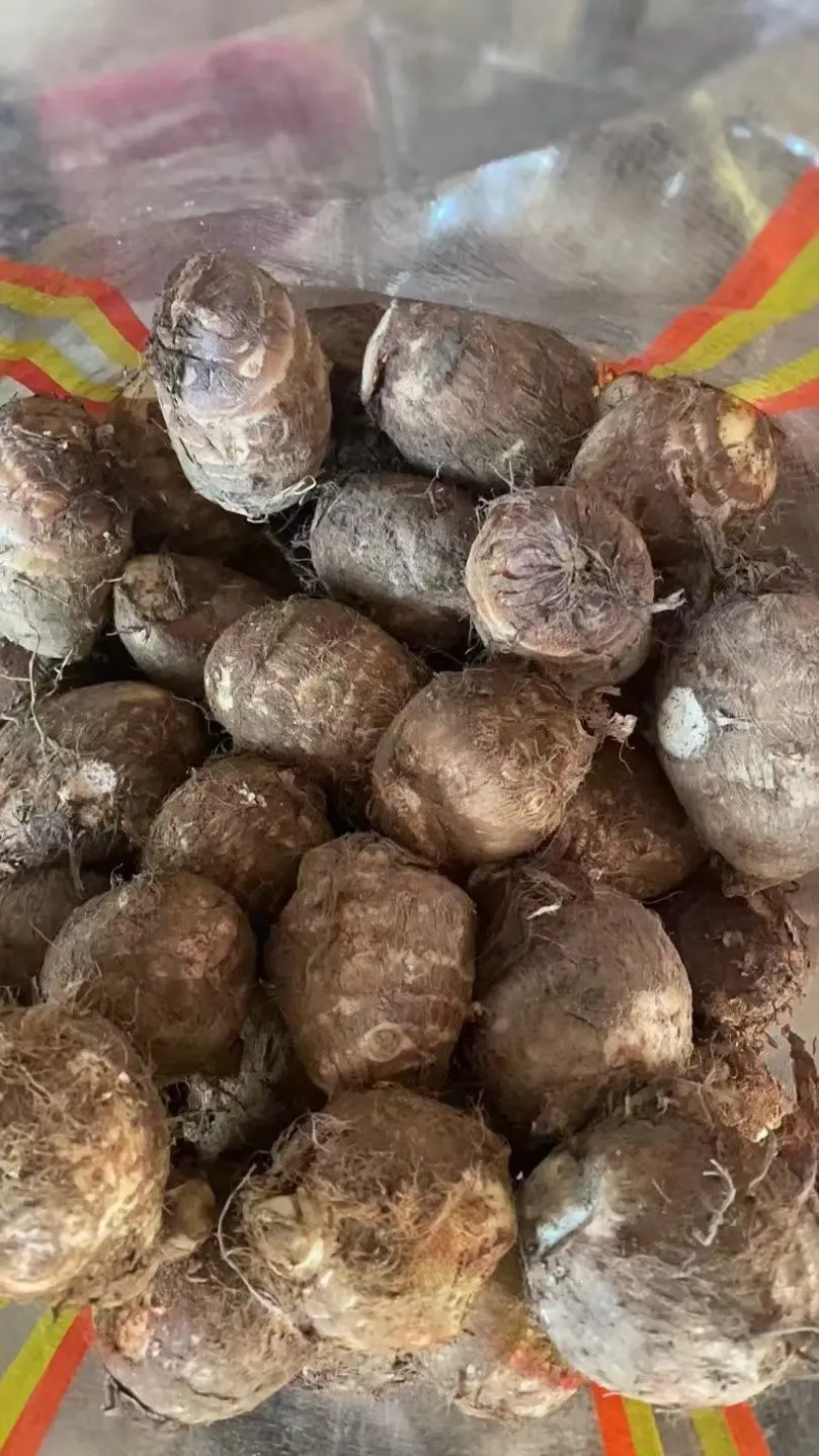 山东优质芋头毛芋头8520芋头芋头种子奶油芋头批发