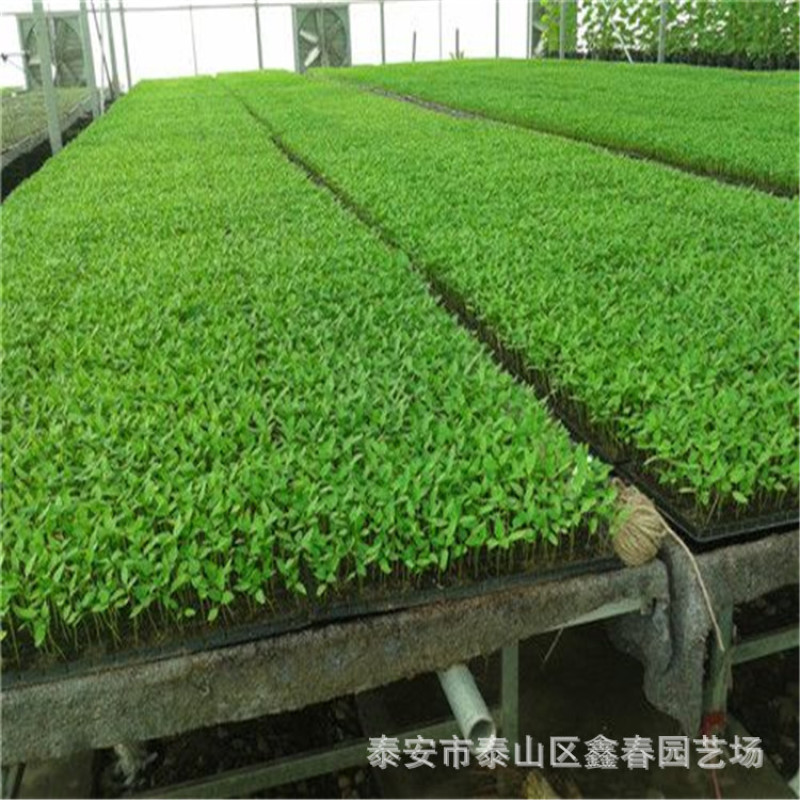 供应吉塞拉矮化樱桃树苗科迪亚车厘子樱桃苗