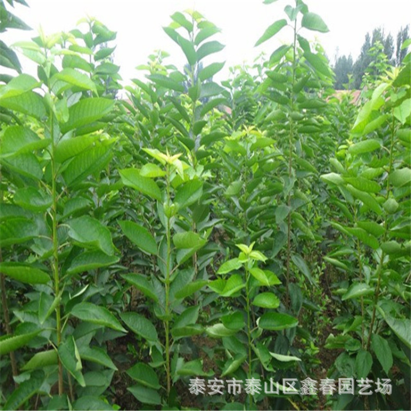 供应吉塞拉矮化樱桃树苗科迪亚车厘子樱桃苗