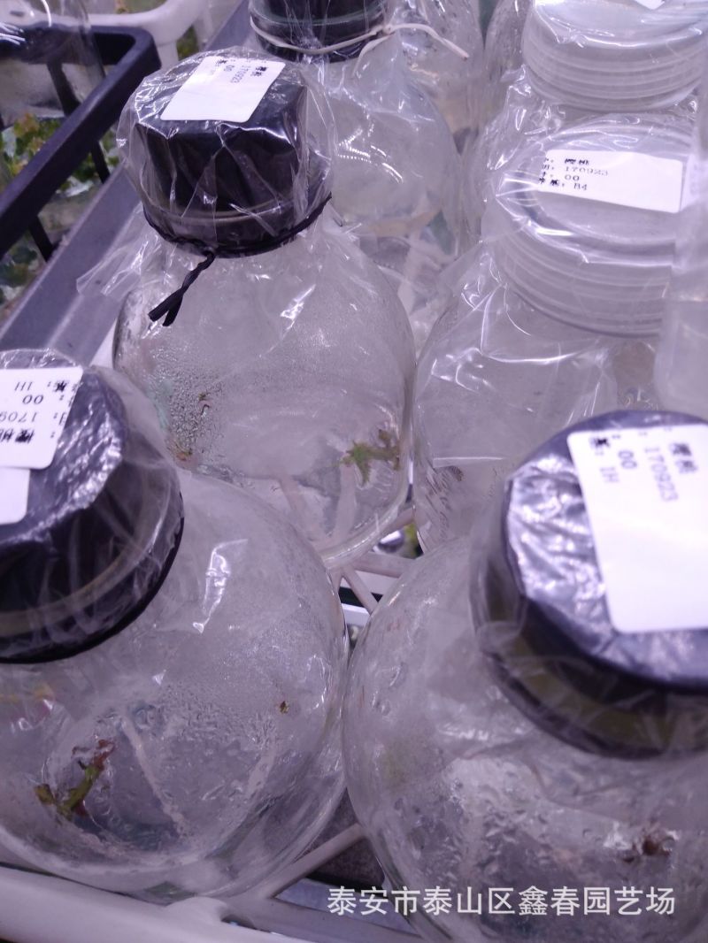 供应吉塞拉矮化樱桃树苗科迪亚车厘子樱桃苗