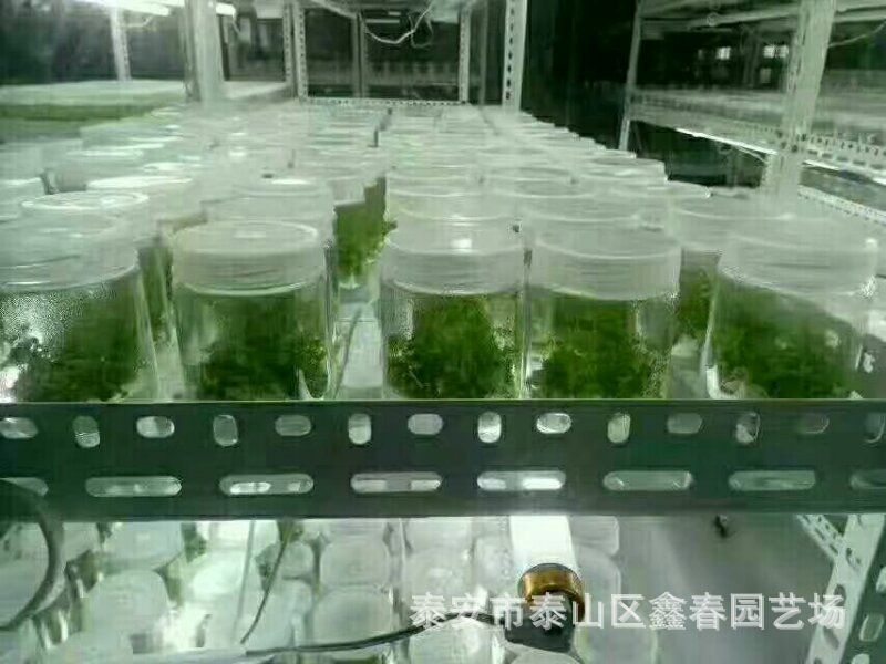 供应吉塞拉矮化樱桃树苗科迪亚车厘子樱桃苗
