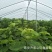 供应吉塞拉矮化樱桃树苗科迪亚车厘子樱桃苗