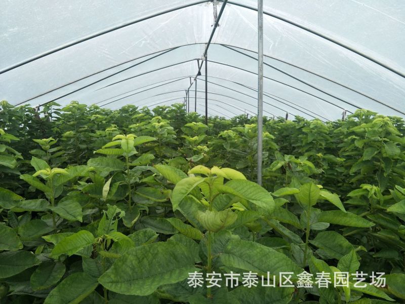 供应吉塞拉矮化樱桃树苗科迪亚车厘子樱桃苗
