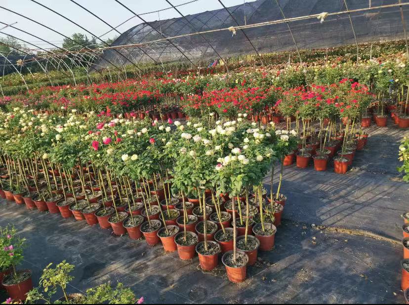 和室月季温室种植场景