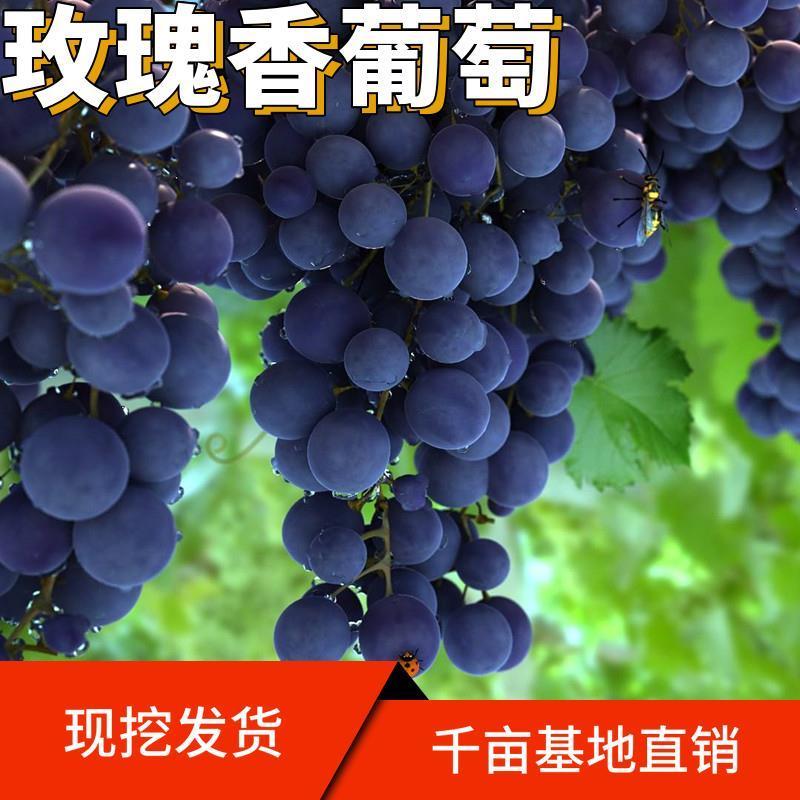 嫁接玫瑰香葡萄苗玫瑰香葡萄树苗拒绝假苗合同发货