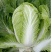 【推荐】河南白菜黄心白菜一手货源质优价廉欢迎电话咨