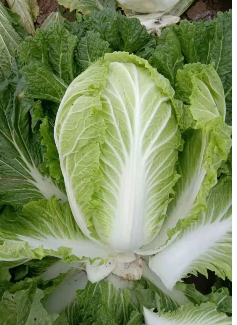 【推荐】河南白菜黄心白菜一手货源质优价廉欢迎电话咨