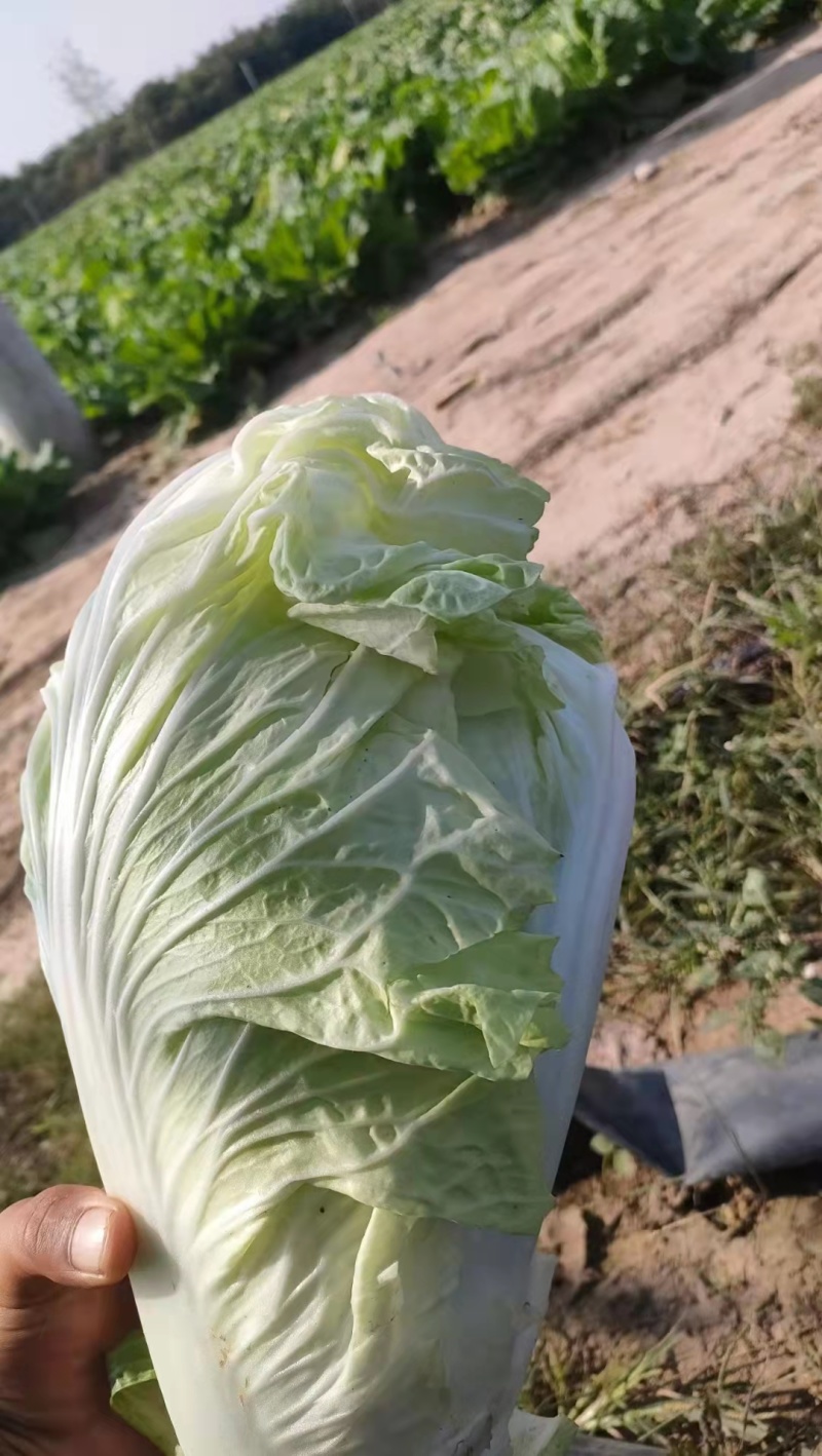 【推荐】河南白菜黄心白菜一手货源质优价廉欢迎电话咨
