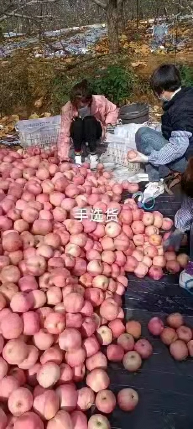 红富士山东水晶红富士苹果冰糖心规格齐全一手货源可视频看货