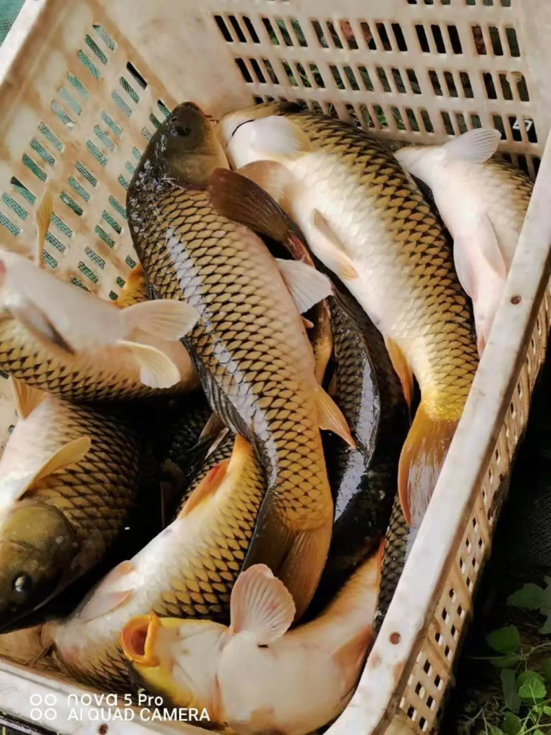 鲤鱼水库鲤鱼，精品货源，水库货，稳定发货全国钓场