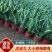 虎皮兰大小规格带盆整箱批发常年供应