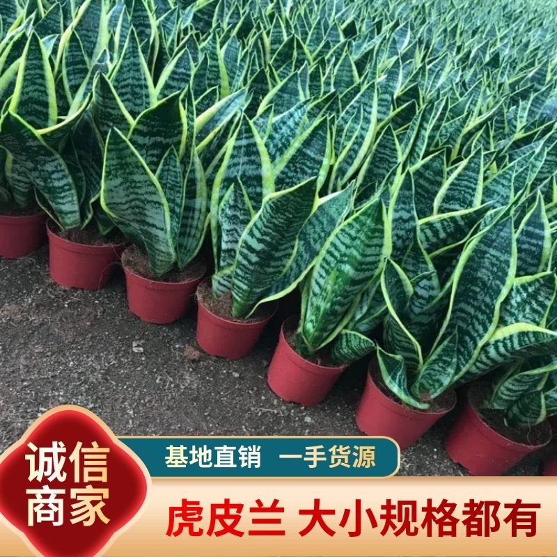 虎皮兰大小规格带盆整箱批发常年供应