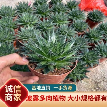 波露多肉植物大小规格带盆整箱批发基地直供