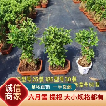 六月雪提根大小规格齐全带盆整箱批发常年供应
