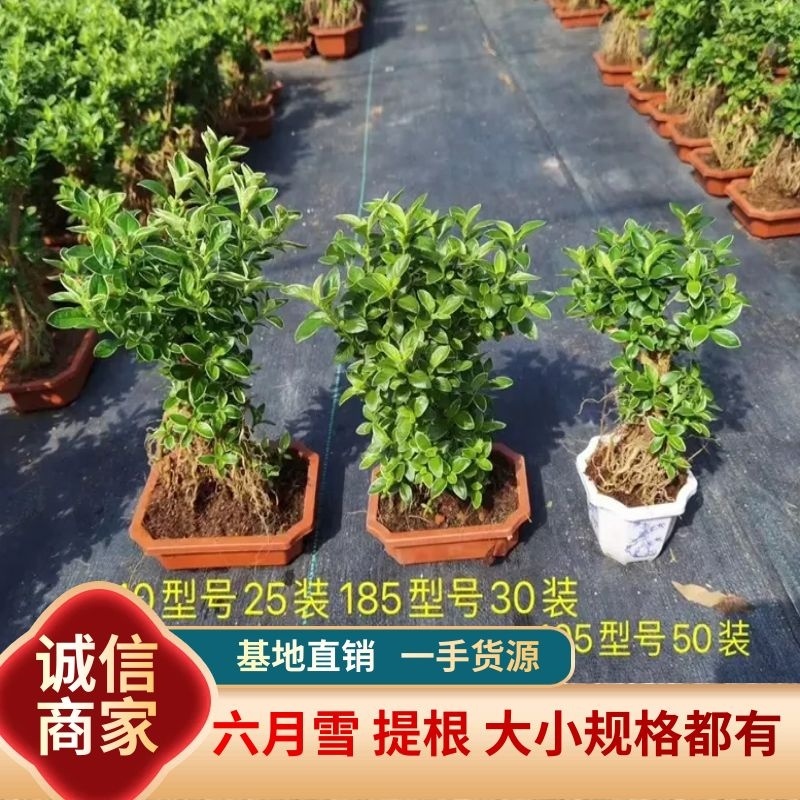 六月雪提根大小规格齐全带盆整箱批发常年供应
