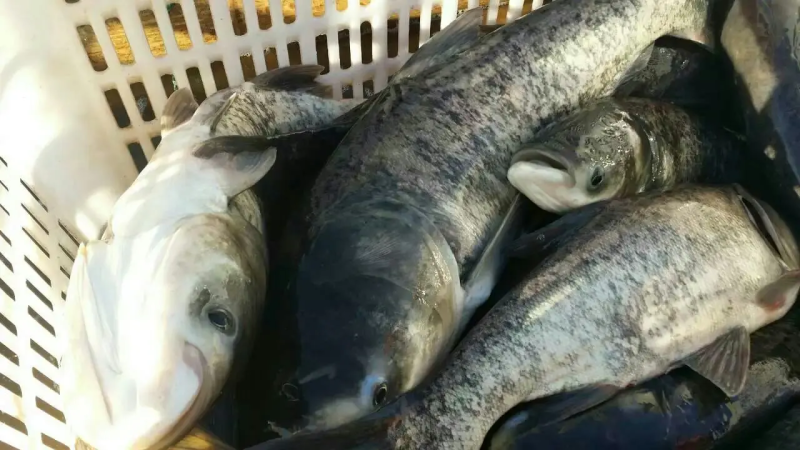 精品花鲢，水库精品货，货源稳定价格合适，供货全国钓场渔场