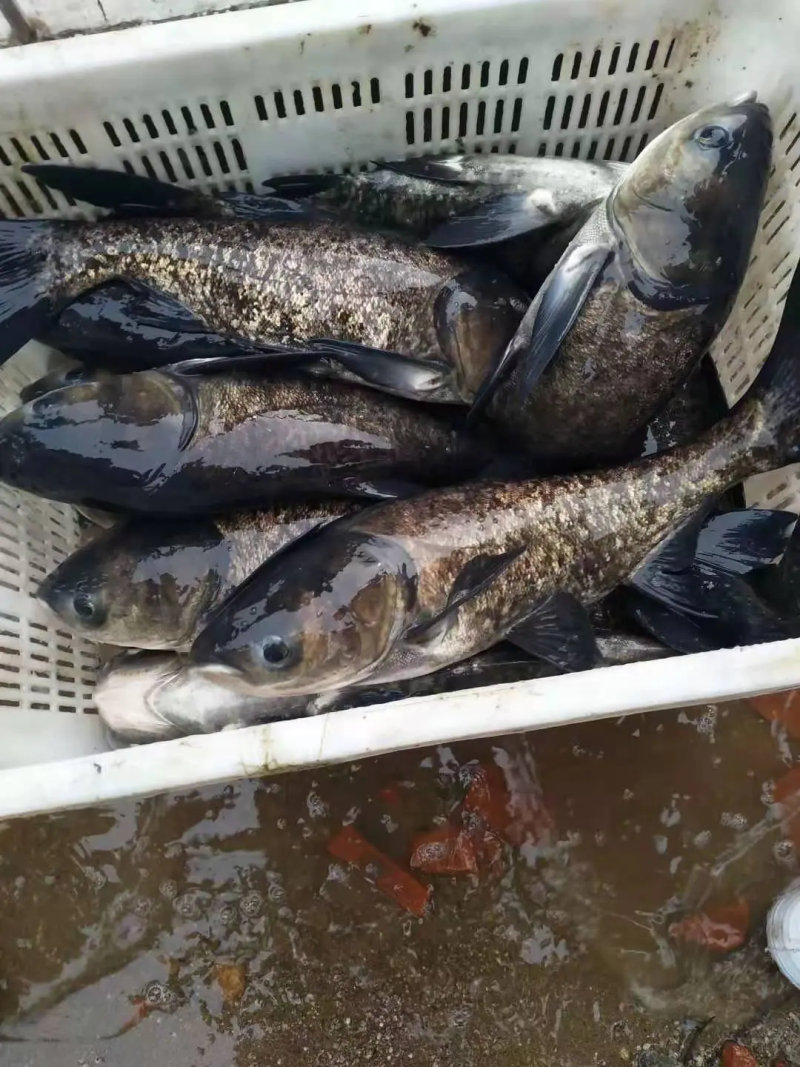 精品花鲢，水库精品货，货源稳定价格合适，供货全国钓场渔场