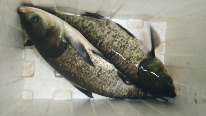 精品花鲢，水库精品货，货源稳定价格合适，供货全国钓场渔场