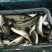 精品白鲢鱼，水库货源稳定，价格合适，供货全国钓场渔场！