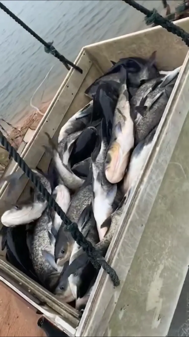 精品白鲢鱼，水库货源稳定，价格合适，供货全国钓场渔场！