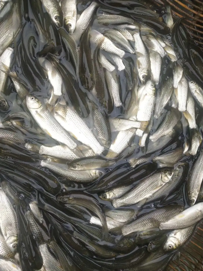 精品白鲢鱼，水库货源稳定，价格合适，供货全国钓场渔场！