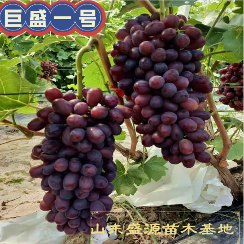 精品嫁接巨盛一号葡萄苗拒绝假苗带合同发货