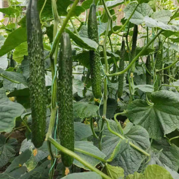 黄瓜苗德瑞特系列强磁黄瓜苗科润系列黄瓜苗