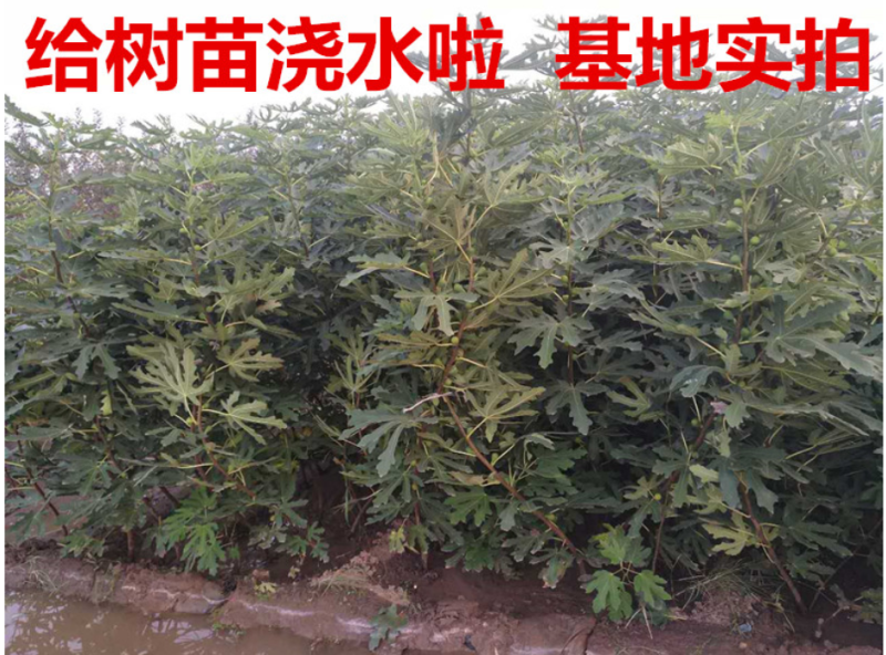 青皮红心无花果苗青皮无花果树苗带合同发货