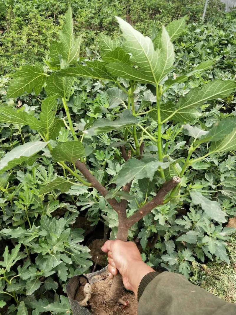 青皮红心无花果苗青皮无花果树苗带合同发货