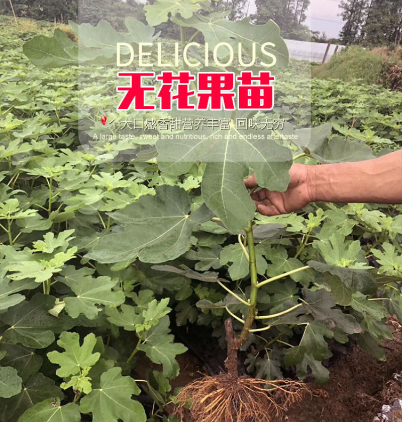 波姬红无花果苗波姬红无花果树苗带合同发货拒绝假苗