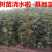 波姬红无花果苗波姬红无花果树苗带合同发货拒绝假苗