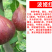 波姬红无花果苗波姬红无花果树苗带合同发货拒绝假苗