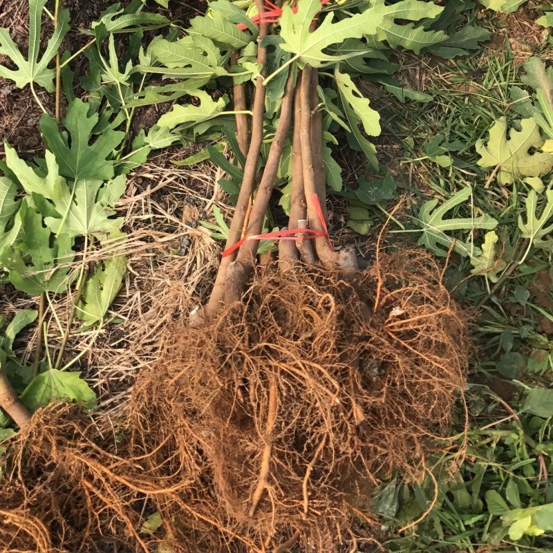 波姬红无花果苗波姬红无花果树苗带合同发货拒绝假苗