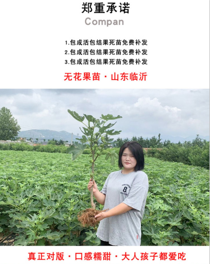 波姬红无花果苗波姬红无花果树苗带合同发货拒绝假苗