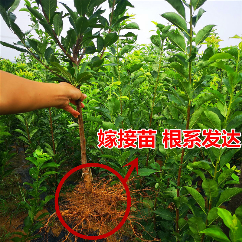 嫁接黄金奈李苗黄金奈李子苗拒绝假苗带合同发货