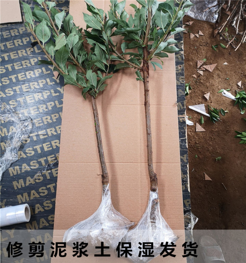 嫁接黄金奈李苗黄金奈李子苗拒绝假苗带合同发货