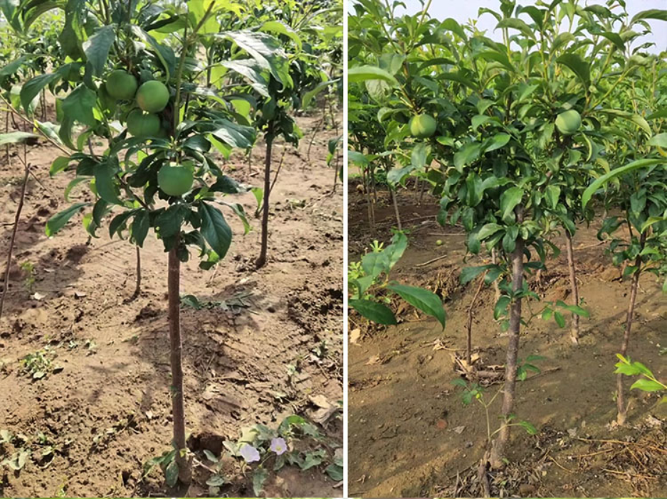 蜂糖李花芽分化显微结构