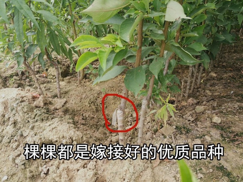嫁接蜂糖李苗蜂糖李子苗拒绝假苗带合同发货
