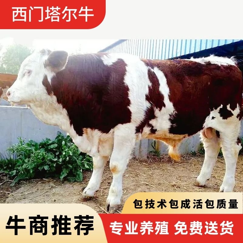 厂家直销西门塔尔牛犊肉牛一手货源物美价廉，量大从优