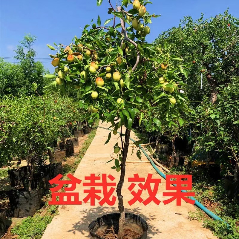 [诚信第一]实力商家，金丝枣树苗，****