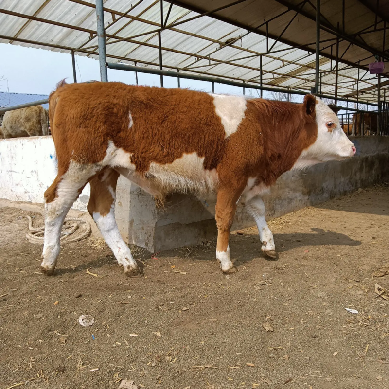 西门塔尔牛犊公牛母牛小牛活体幼仔，活牛苗免费运输包成活